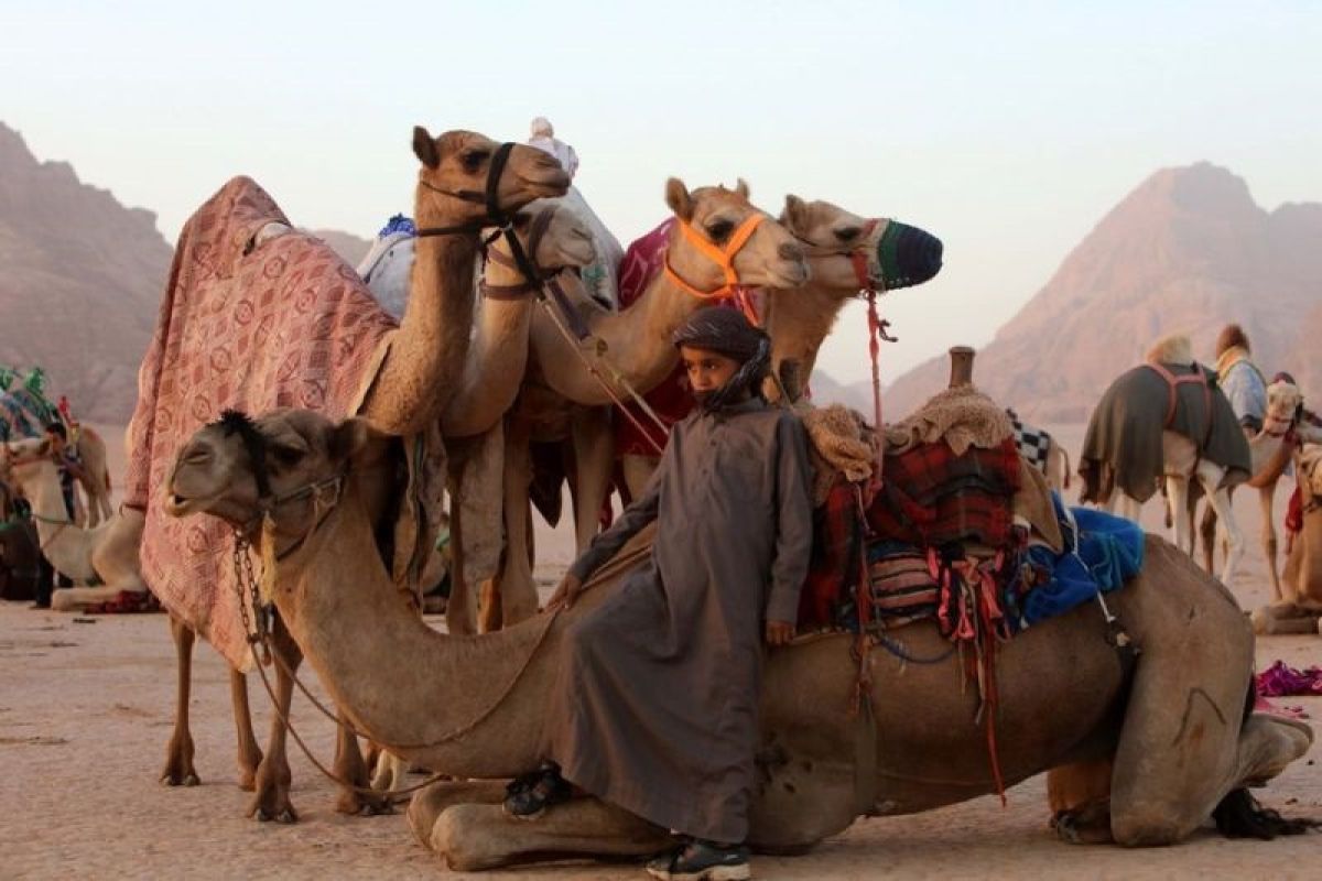 Mengintip keseruan balap unta di gurun pasir Wadi Rum Yordania