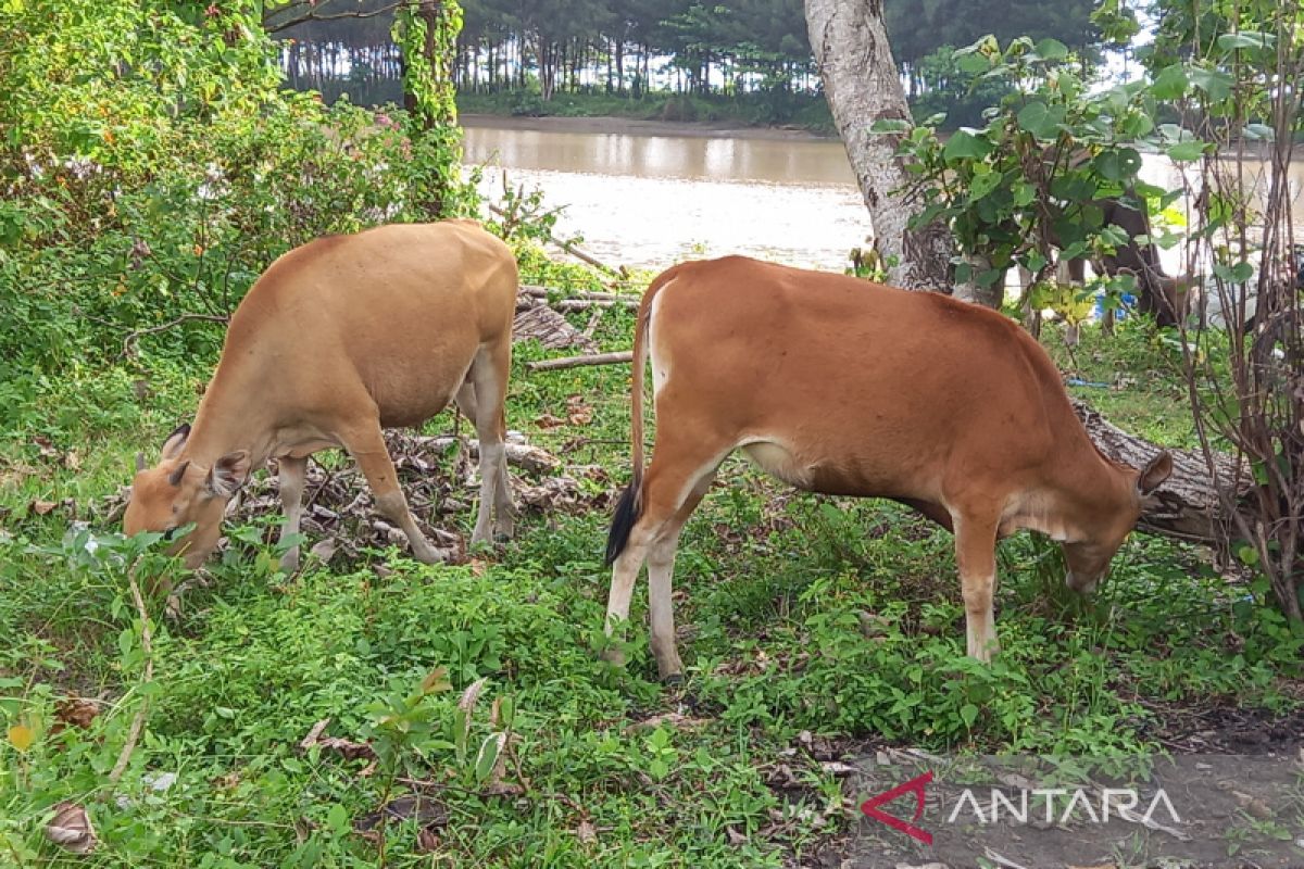 Sebanyak 25.688 hewan ternak di Bengkulu sudah divaksin PMK