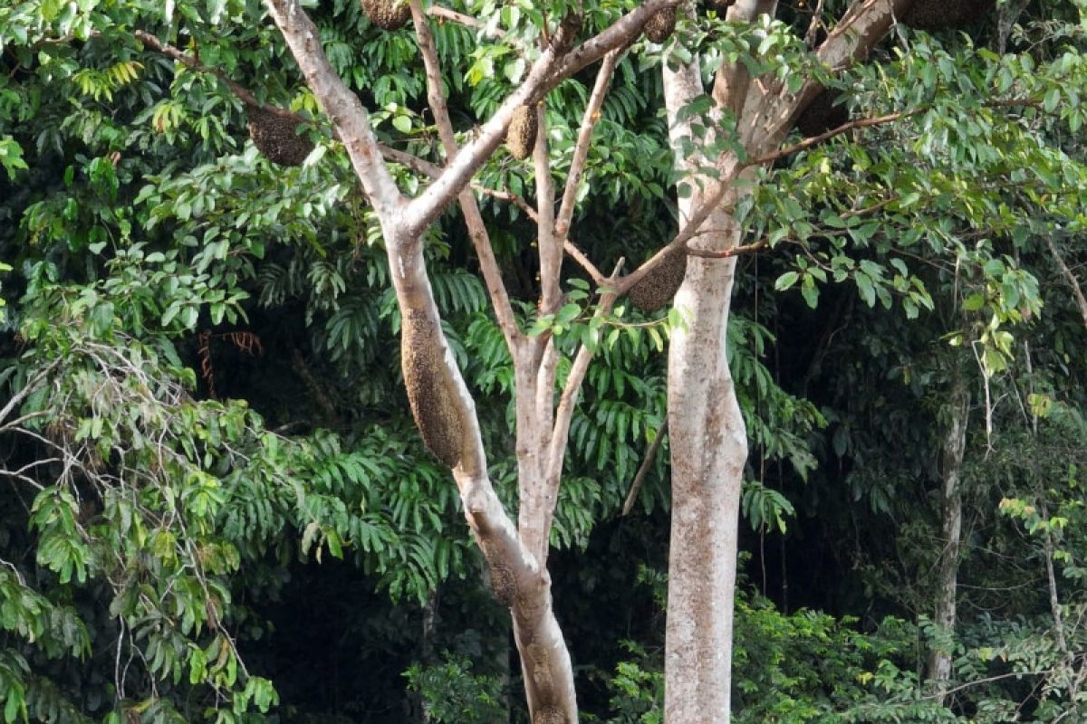 Asa di pohon Nyawai, meramu pelestarian alam dan kesejahteraan Apau Kayan