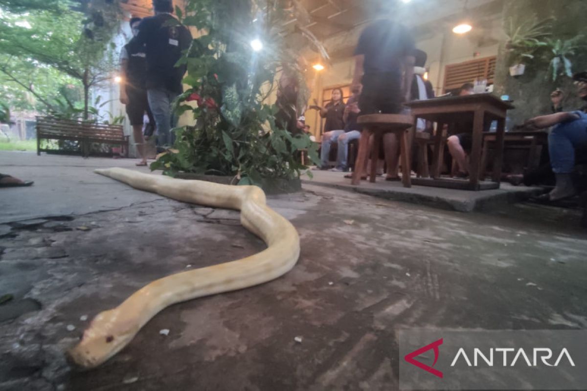 Pecinta reptil berikan literasi seputar hewan ular sebagai hewan peliharaan
