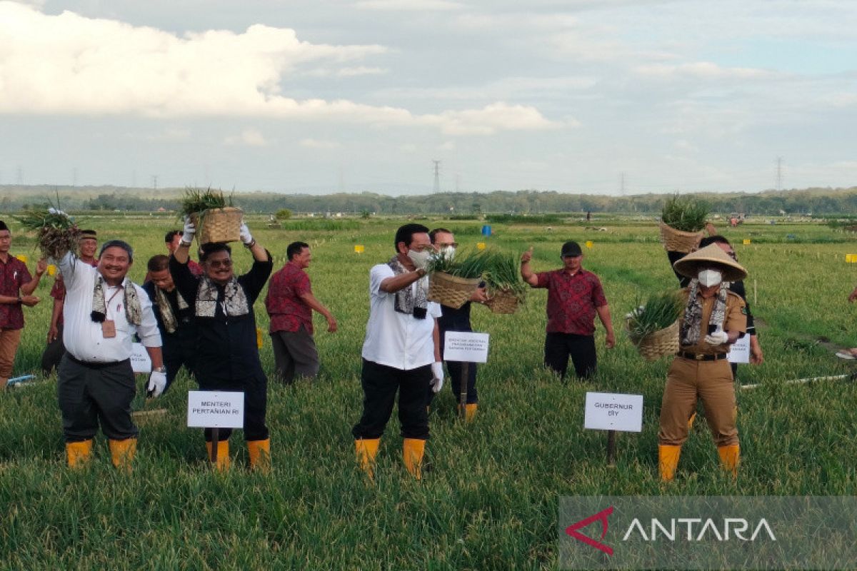 Mentan panen raya bawang merah seluas 300 hektare di Kulon Progo