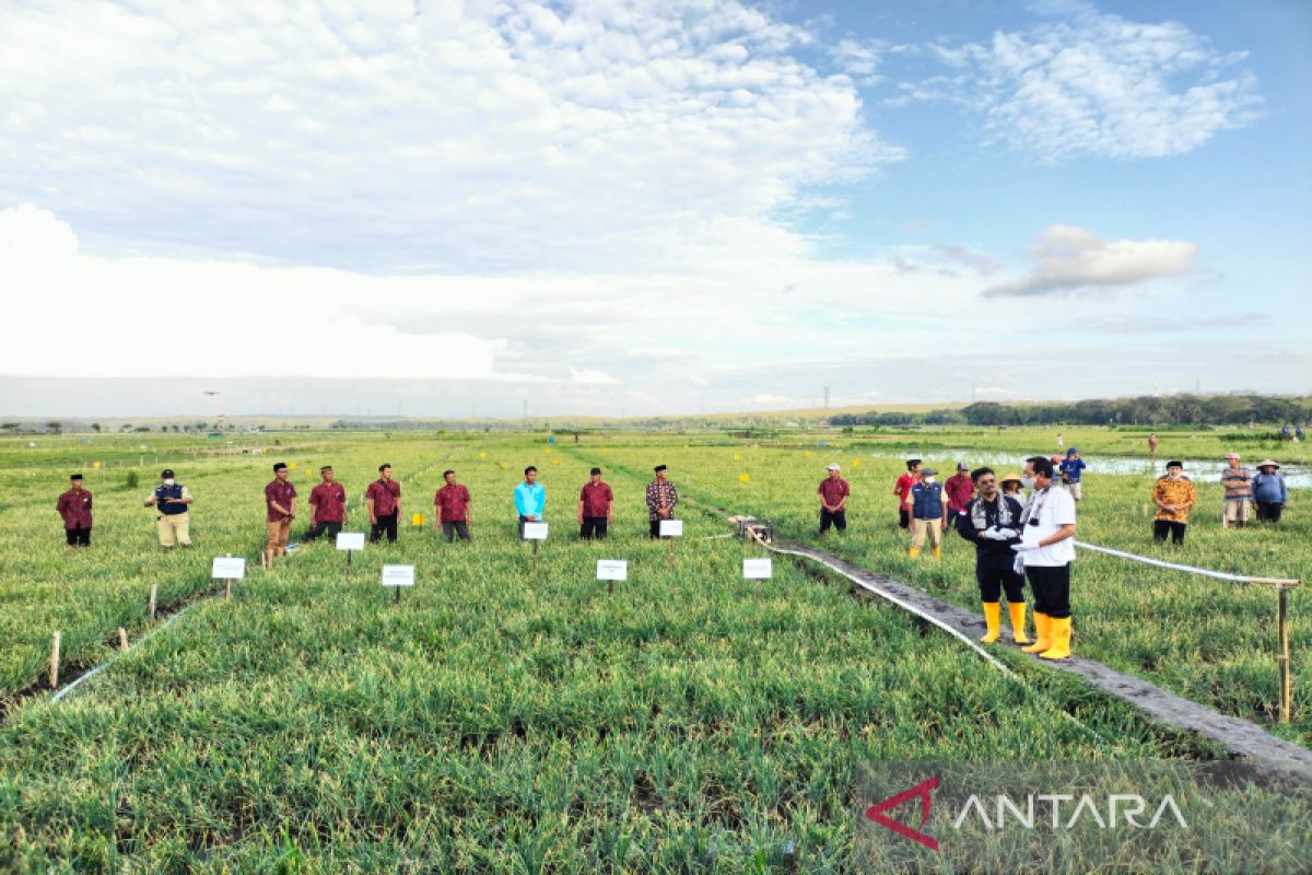 Mentan tegaskan tak kurangi pupuk bersubsidi demi tingkatkan produksi