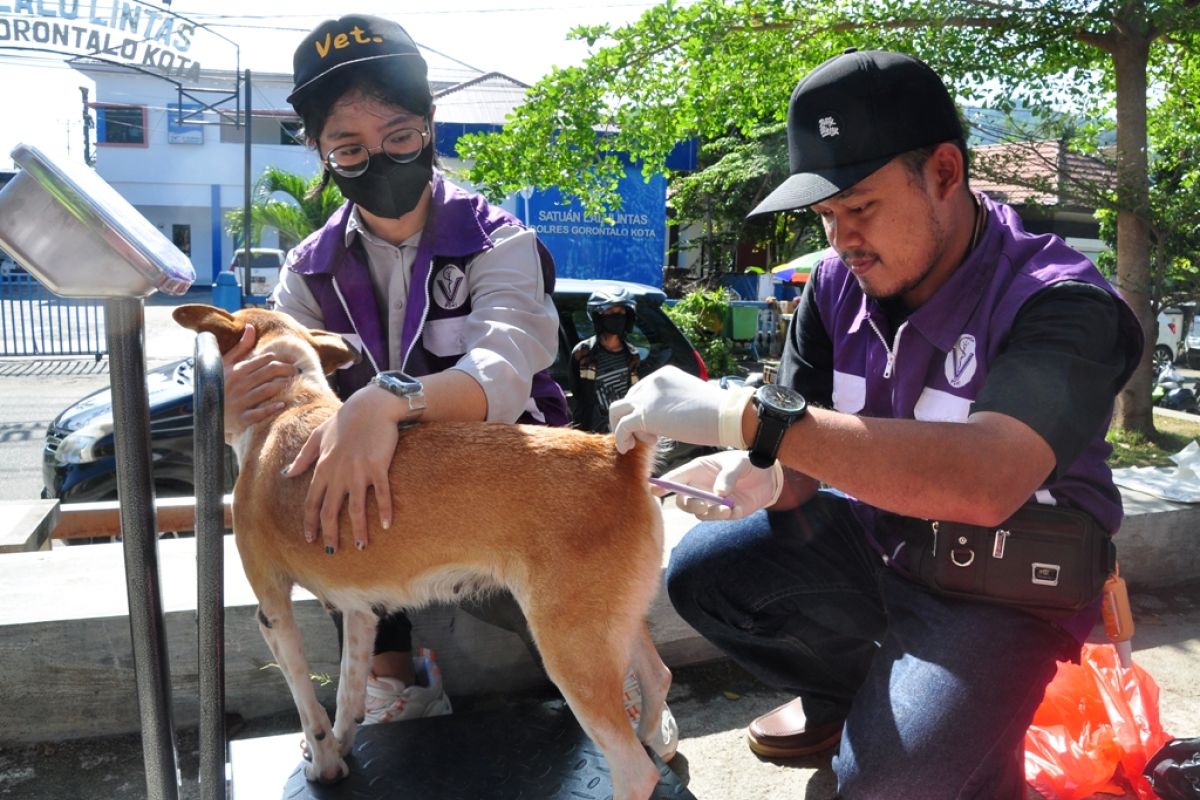 Kasus rabies di Gorontalo mencapai 429 kasus dalam tujuh bulan