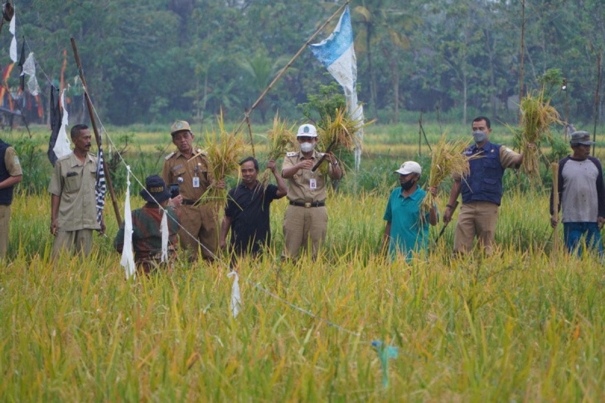 Petani Gunungkidul panen padi di lahan kering 35 hektare