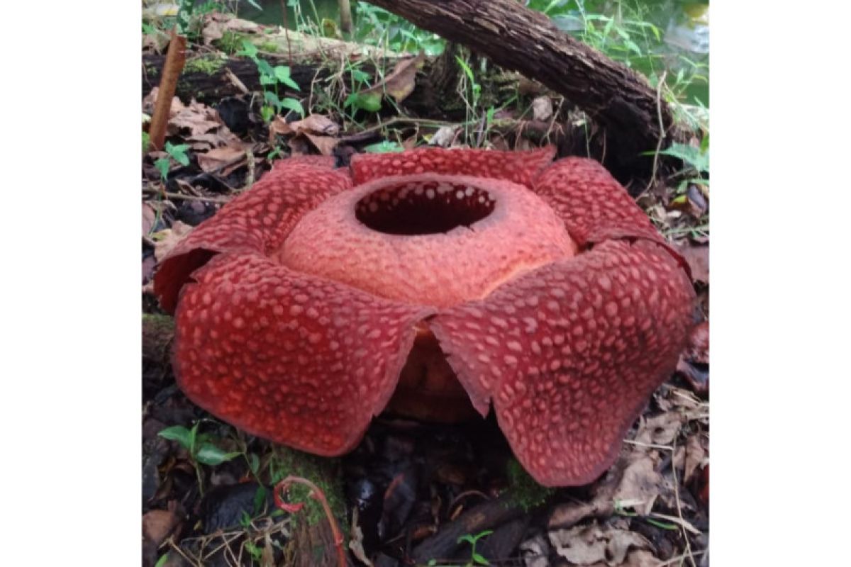 Bunga Rafflesia mekar di halaman warga Agam, total jadi tujuh