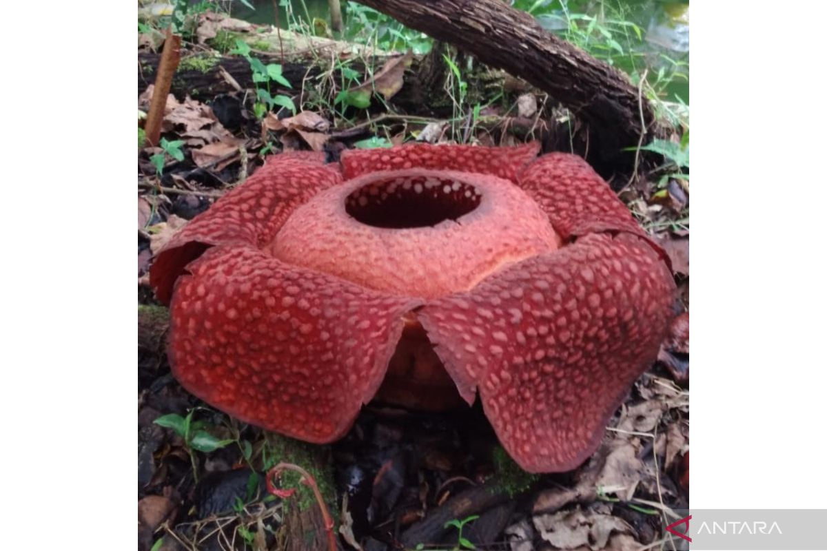 Bunga Rafflesia yang mekar di halaman warga Agam jadi tujuh
