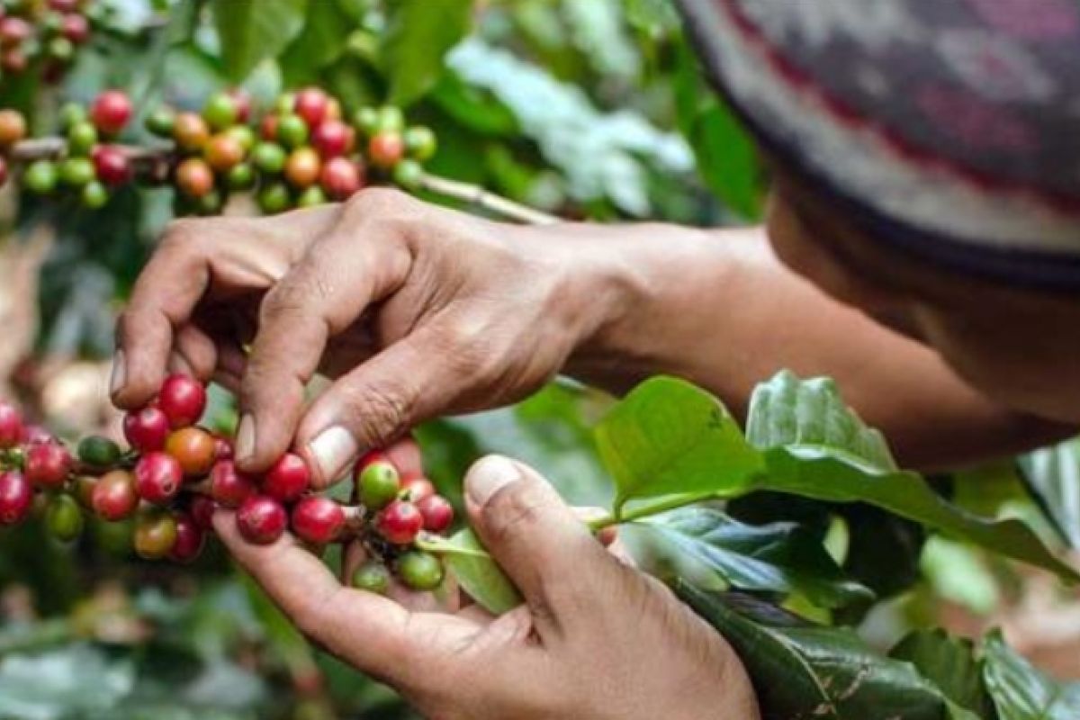 Pemkab kembangkan potensi kopi unggulan Pasuruan