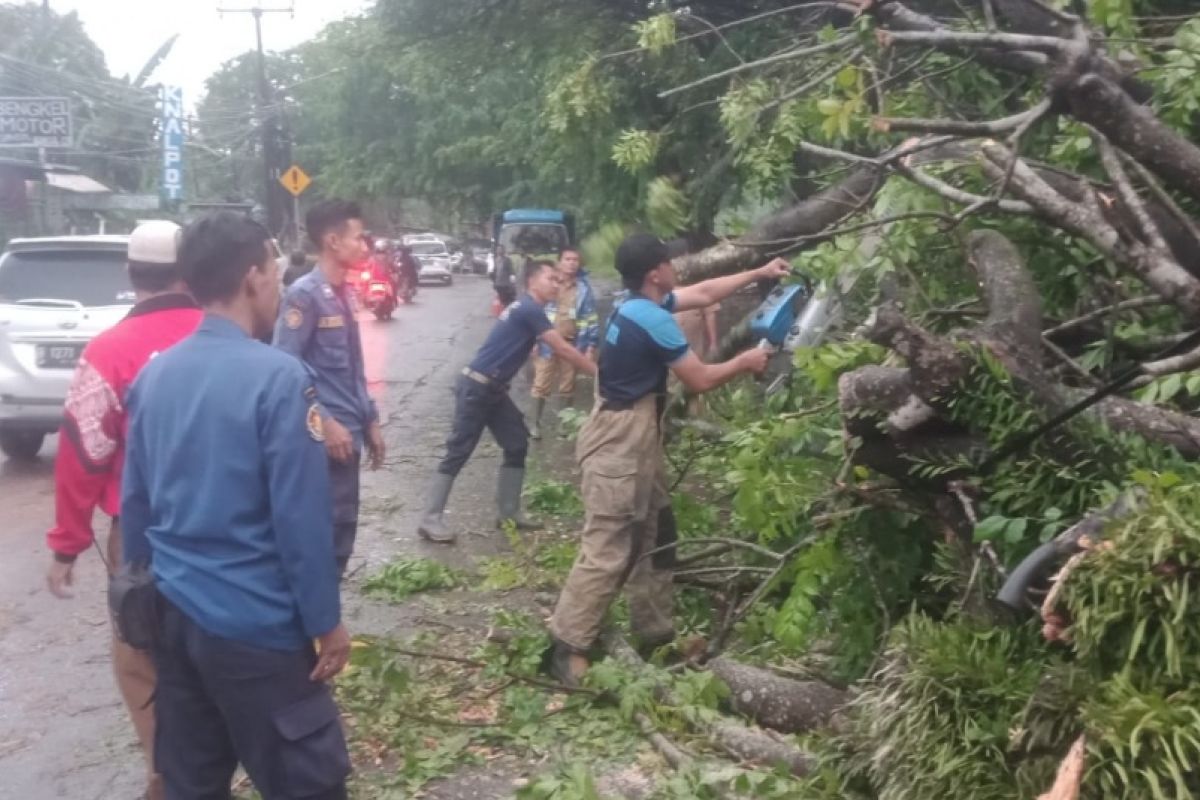 Petugas BPBD evakuasi pohon tumbang menimpa kendaraan di Kabupaten Tangerang