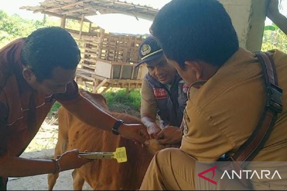 Pemkab Bangkalan pasang tanda pengenal sapi usai divaksin PMK