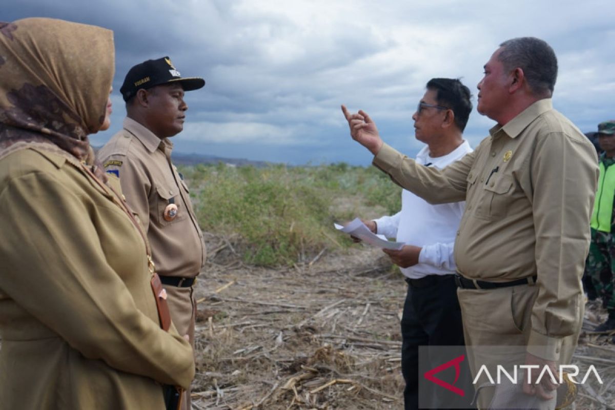 KSP: Perluasan tanam sorgum di Bima sejalan dengan instruksi Presiden