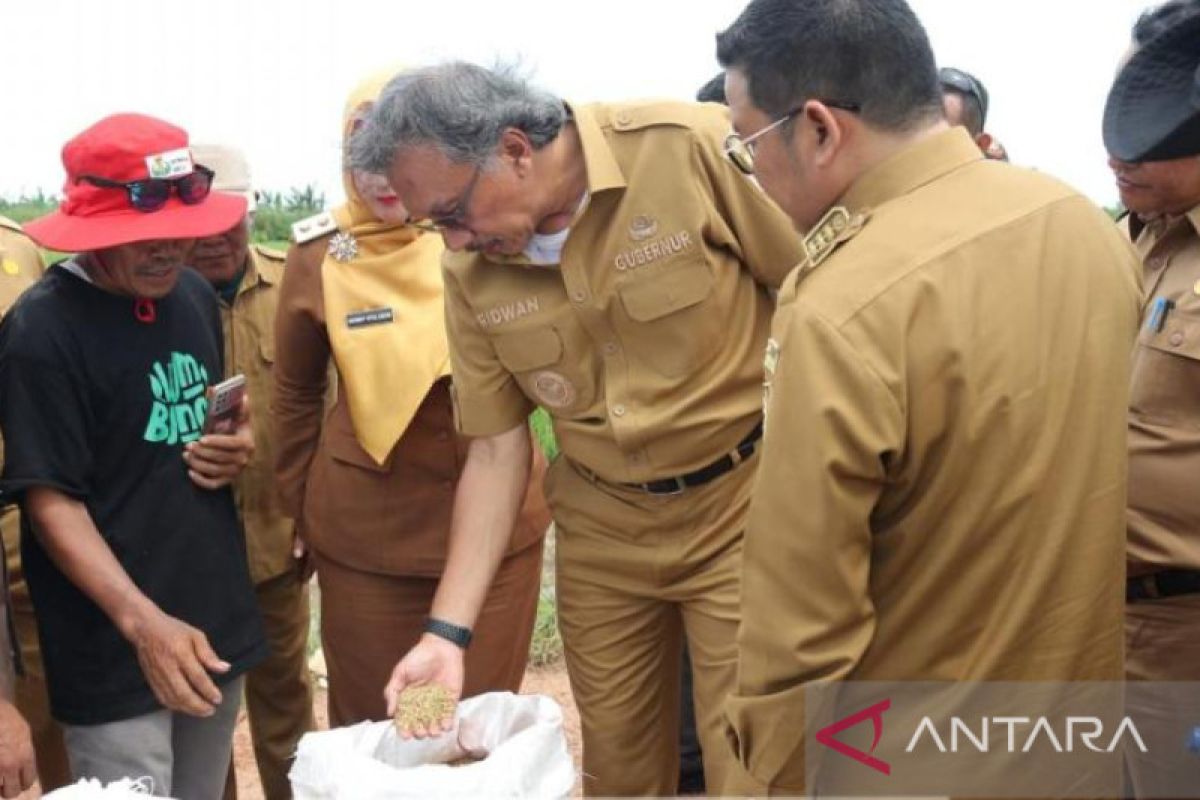 Pemkab Bangka Selatan akan wajibkan ASN beli beras lokal