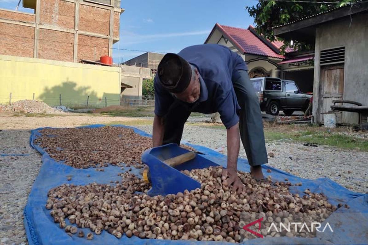 Produksi pinang di Aceh Timur capai 1.682,6 ton