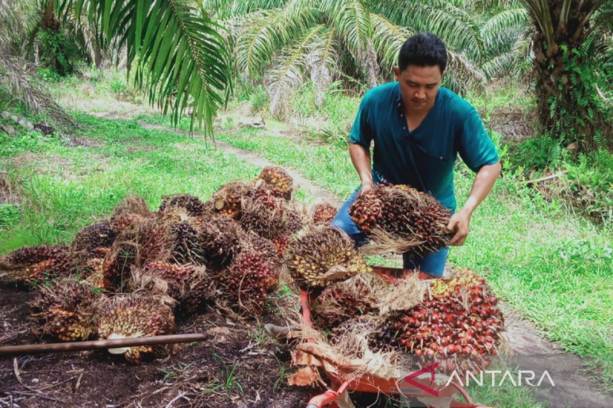 Harga sawit di Mukomuko naik capai Rp170/Kg