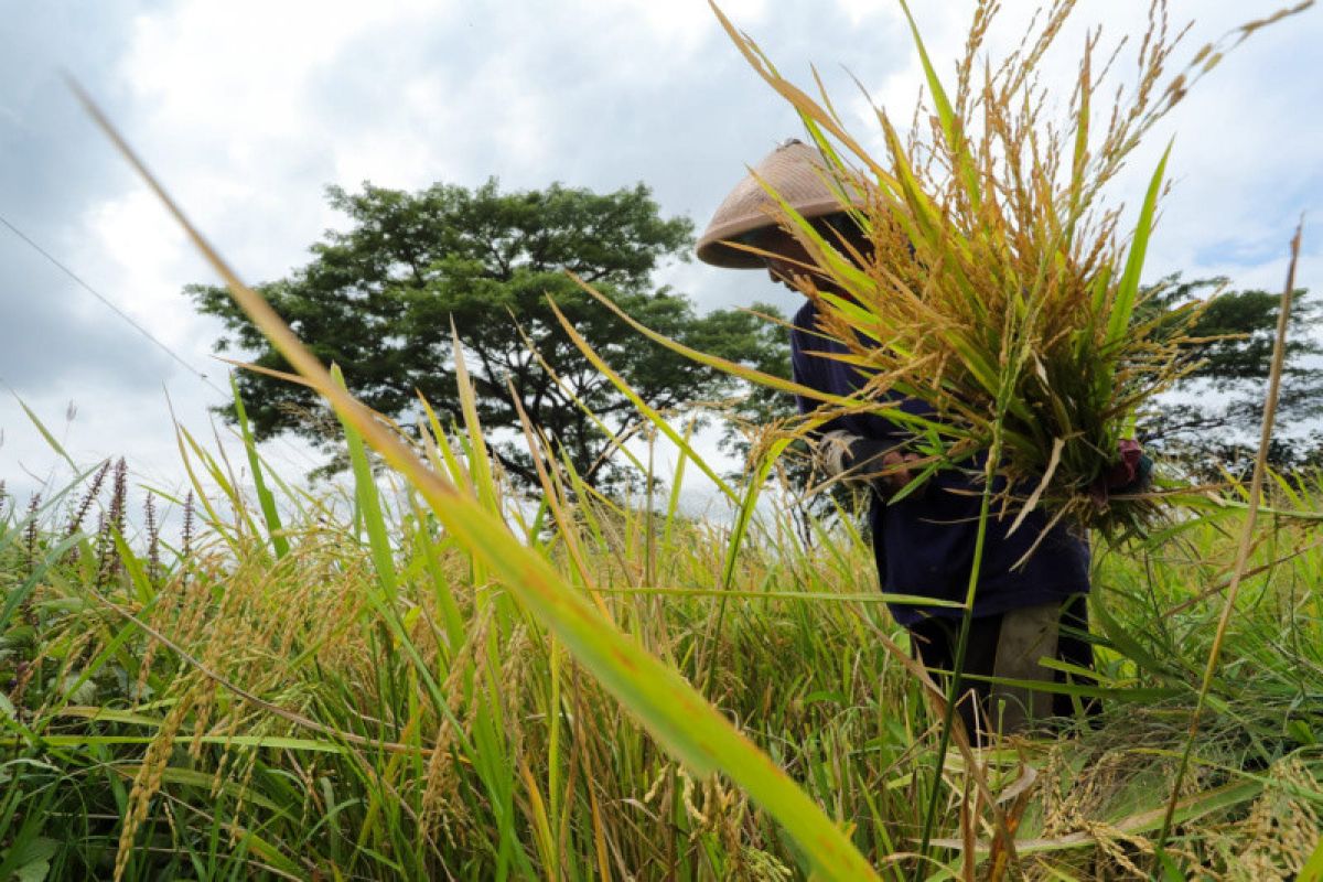 Petani senang tanam padi srinuk yang dipopulerkan Ganjar Pranowo