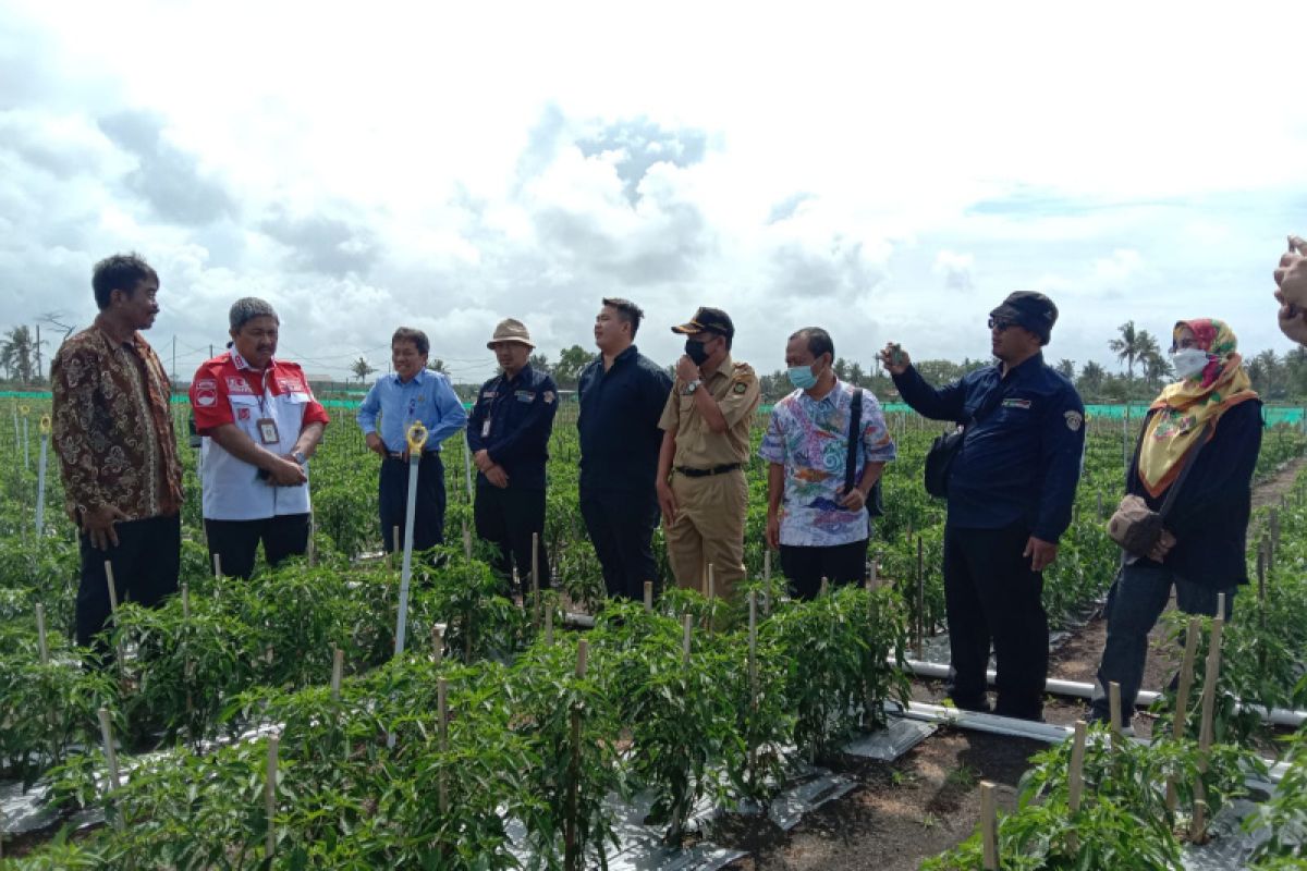 Kulon Progo optimalkan produksi cabai di lahan "Cabai PaKu '