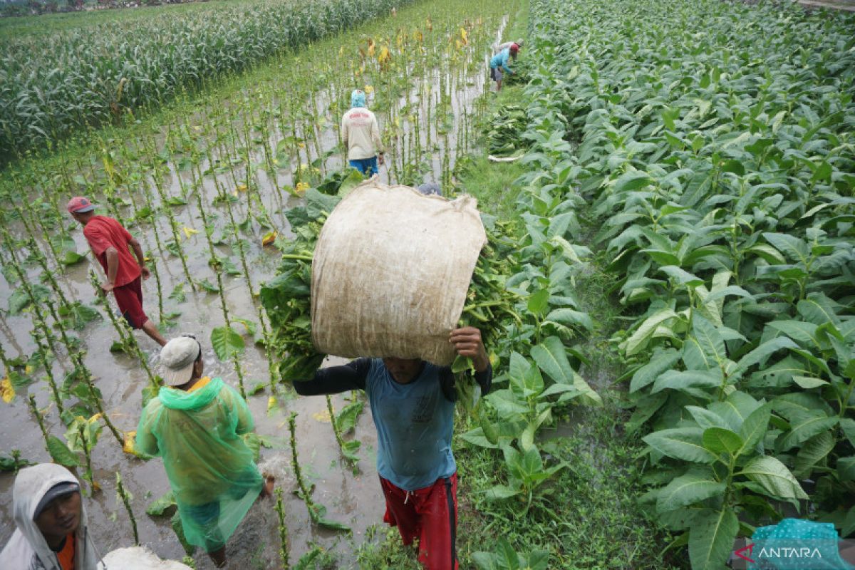 Sekitar 1.226 hektare tanaman tembakau di Tulungagung terendam banjir