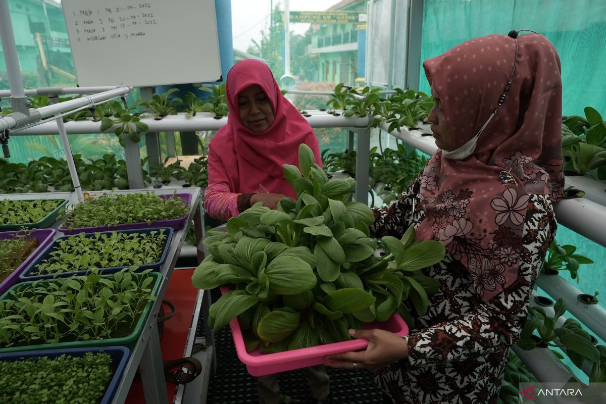 News Focus- Smart Green House expected to boost production, draw millennials