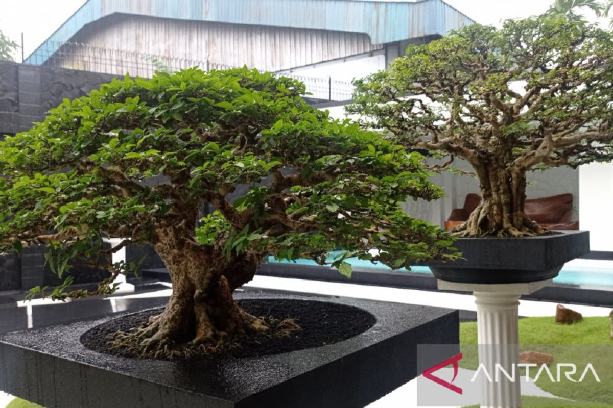 Koleksi tanaman bonsai milik warga Jambi senilai ratusan juta rupiah