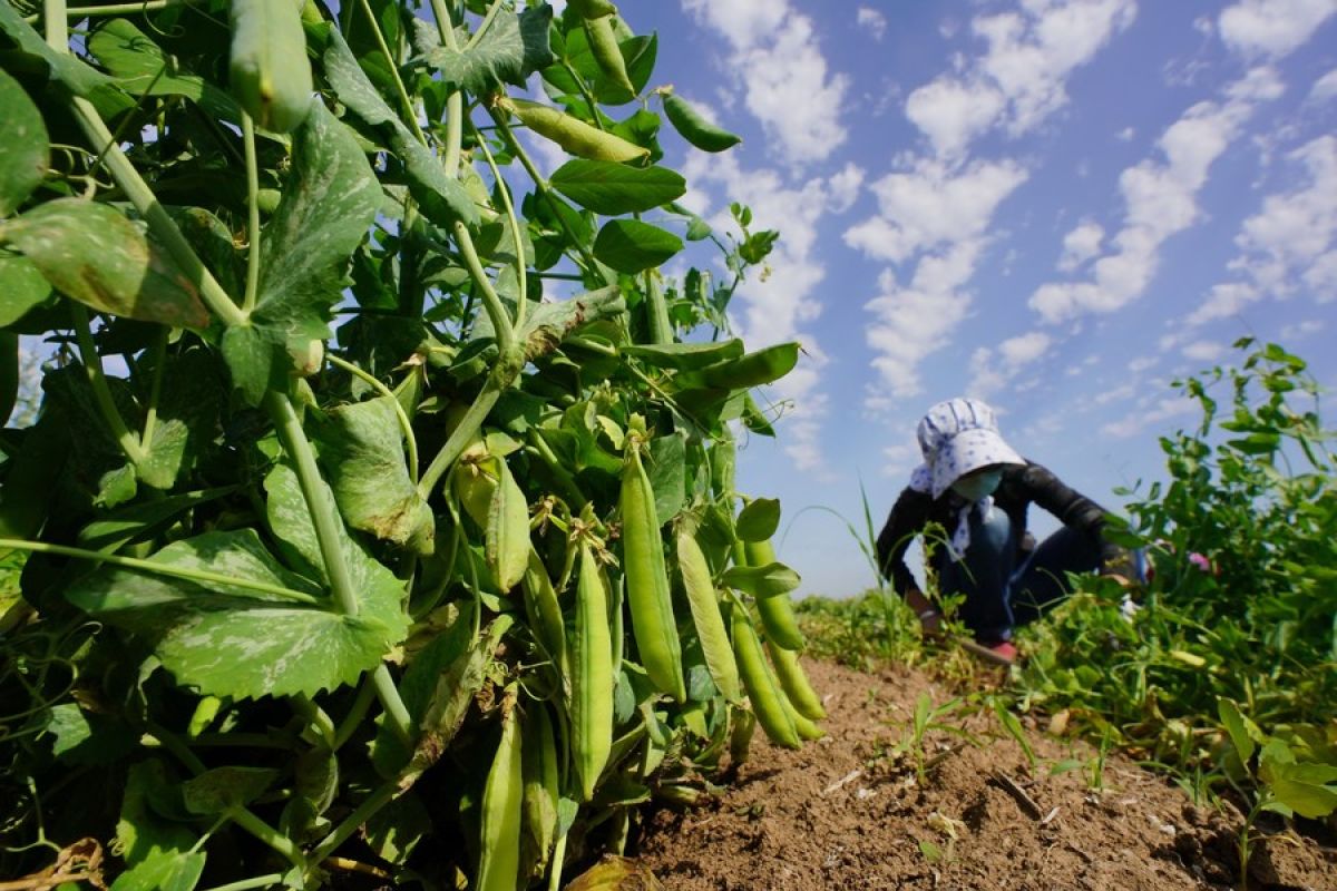 Ilmuwan China petakan genom kacang polong secara akurat