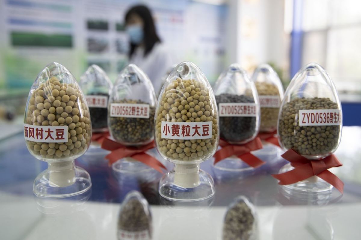 Rekor baru hasil panen kedelai dicapai di Heilongjiang China