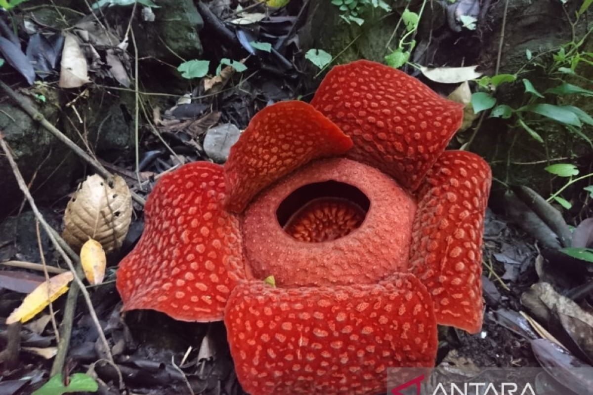 Belasan bunga raflesia ditemukan mekar di Kabupaten Solok