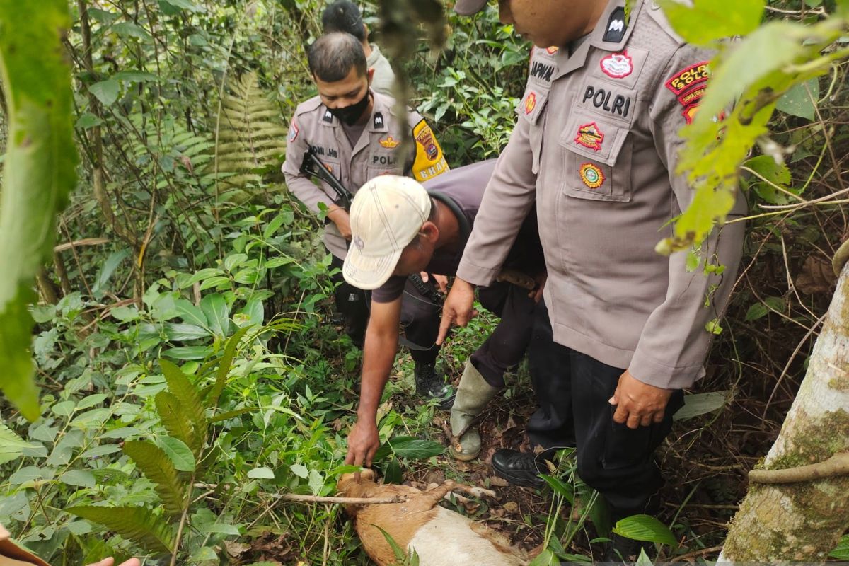 BKSDA Sumbar masih selidiki penyebab kematian belasan kambing warga Solok