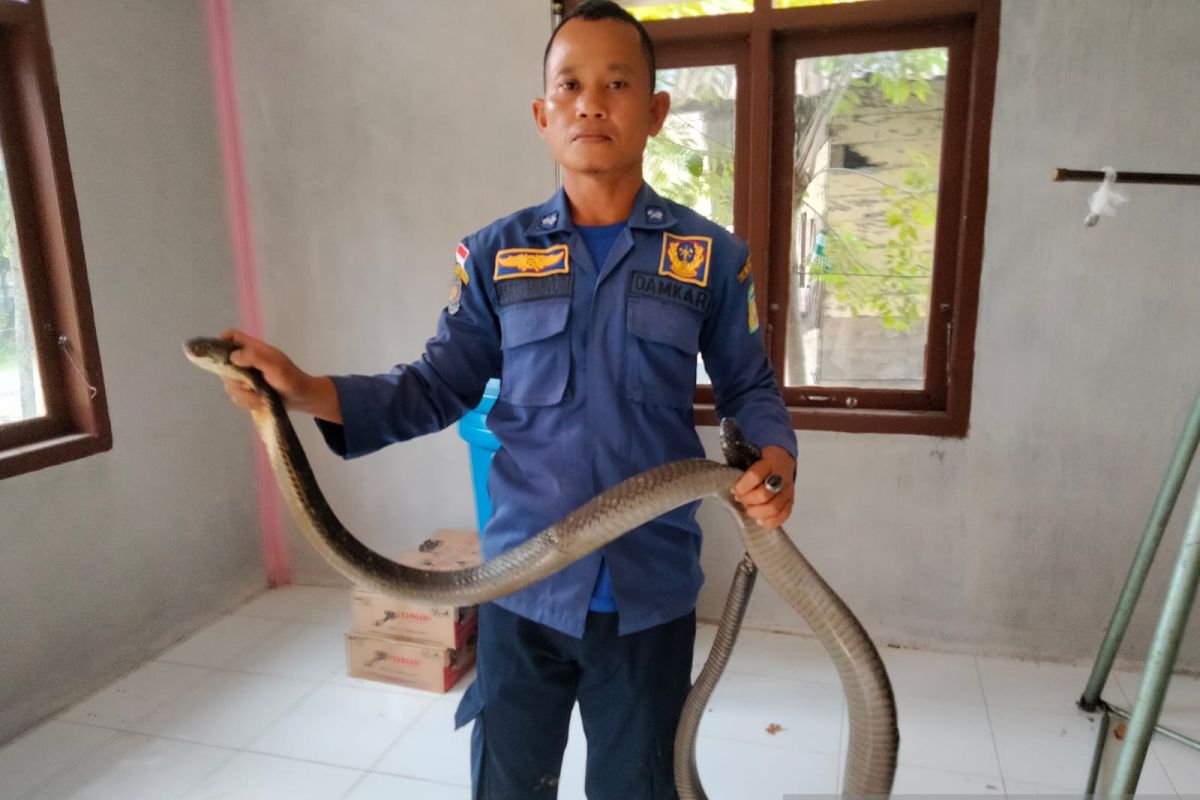 BPBD Aceh Besar evakuasi ular king cobra, begini prosesnya