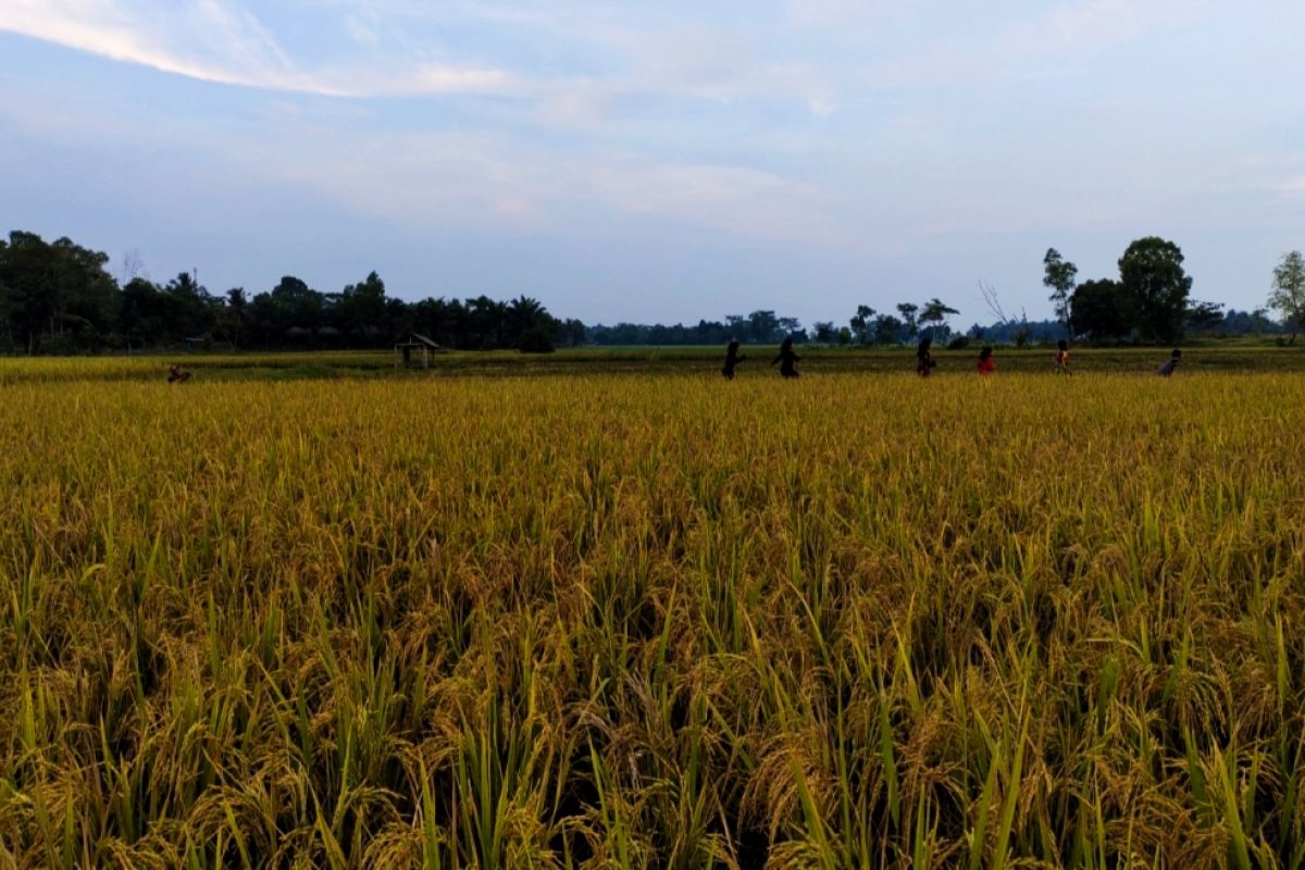 Bulog Lampung : Stok beras cukup