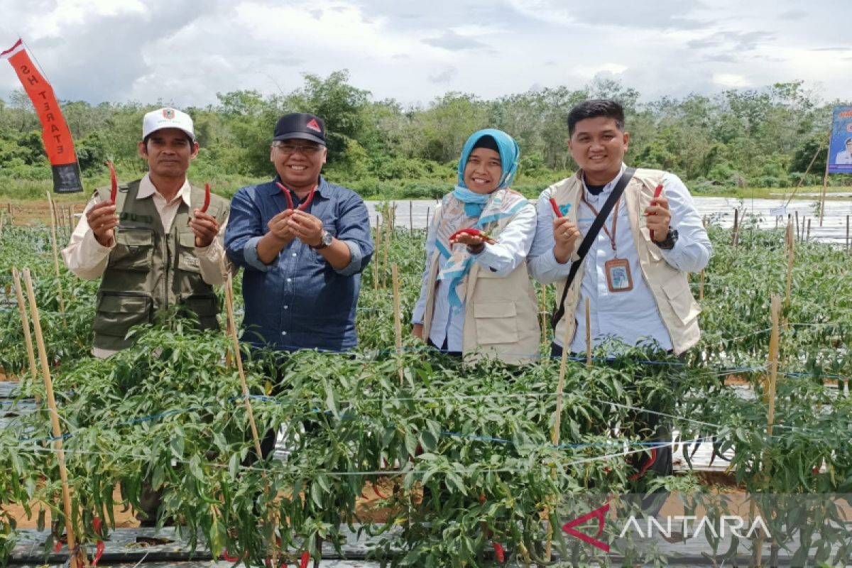 PLN sukseskan panen raya Kelompok Tani di Kalimantan Selatan