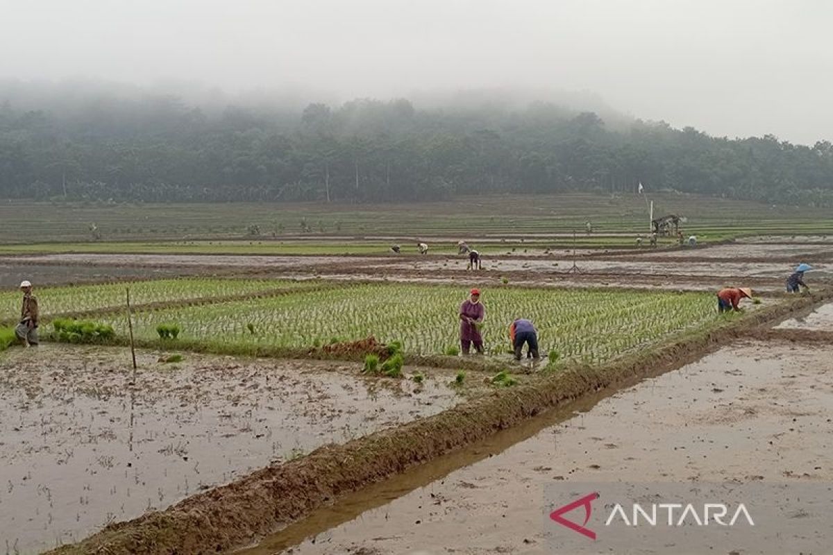 Pakar pertanian: Saatnya Indonesia bangun ketahanan pangan secara berkelanjutan