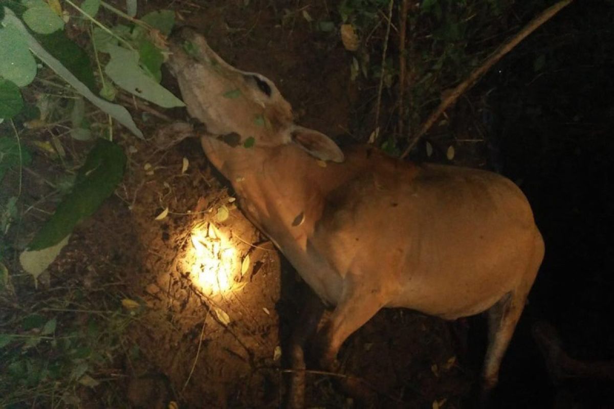 BKSDA Aceh imbau masyarakat tidak lepas ternak di dekat hutan