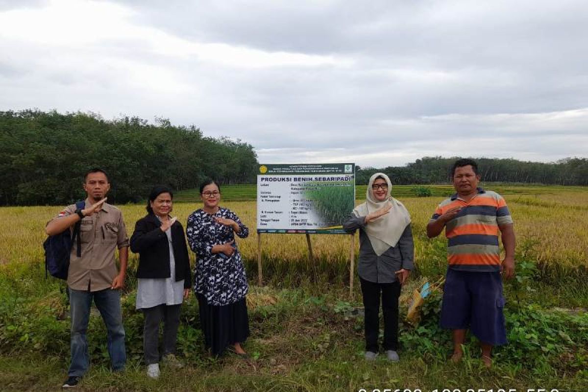 BPTP Riau dorong petani Rokan Hulu  produksi benih bermutu