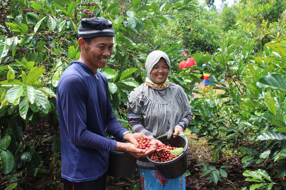 Bupati  bangga atas prestasi kopi liberika KKU ditingkat dunia