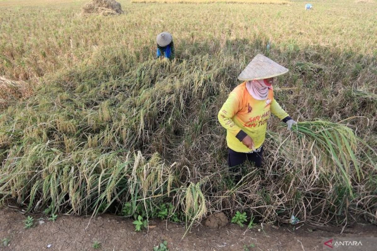 Apindo: Sektor produktif diprioritaskan dapat KUR untuk lindungi perbankan