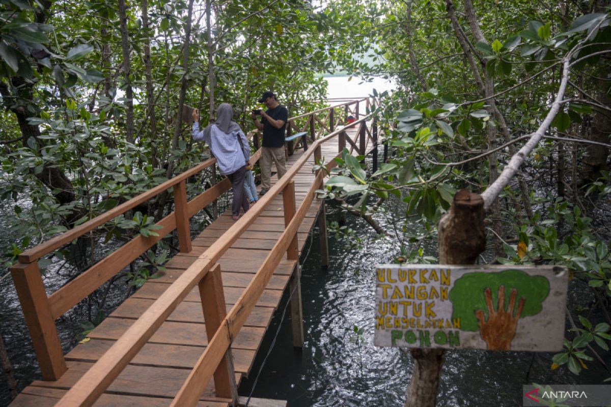 MERA dorong pemerintah kelola mangrove secara berkelanjutan