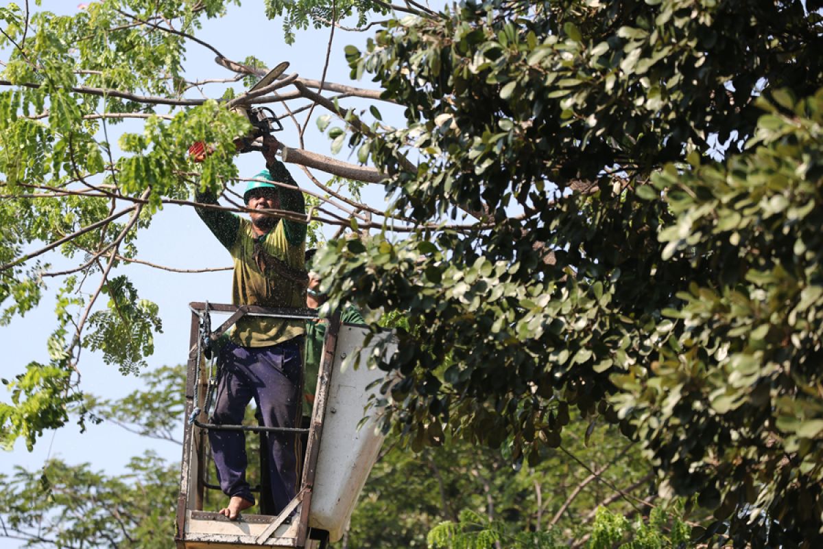 DLH Surabaya lakukan perantingan antisipasi pohon tumbang