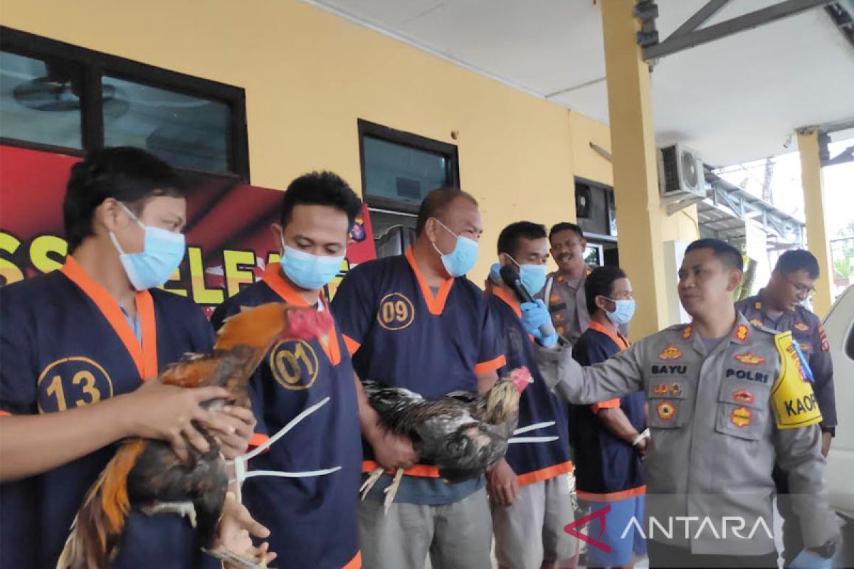 Polisi amankan empat pelaku sambung ayam di Pangkalan Banteng