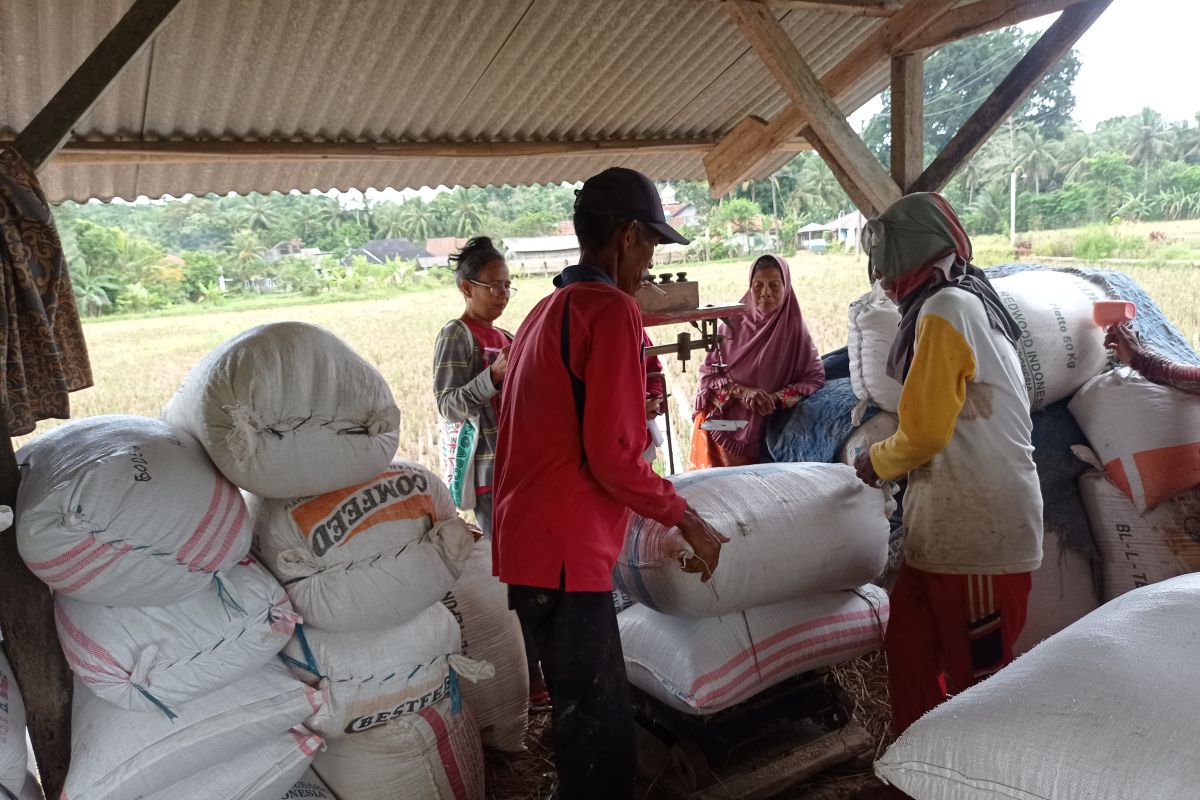 Petani di Lebak raup untung dari harga gabah naik  tembus  Rp5. 000/Kg