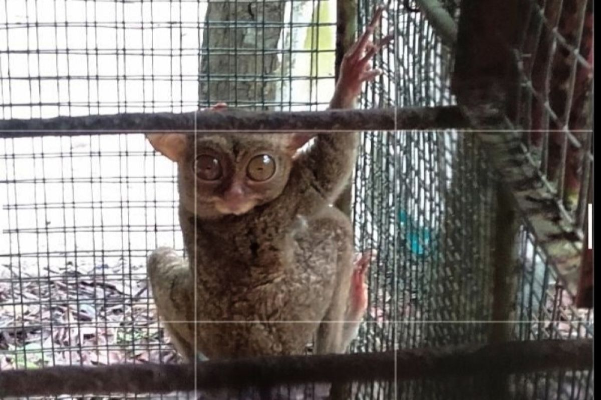 Berwisata ke TWH Jurung Tiga di Kotawaringin Barat, habitat primata terkecil