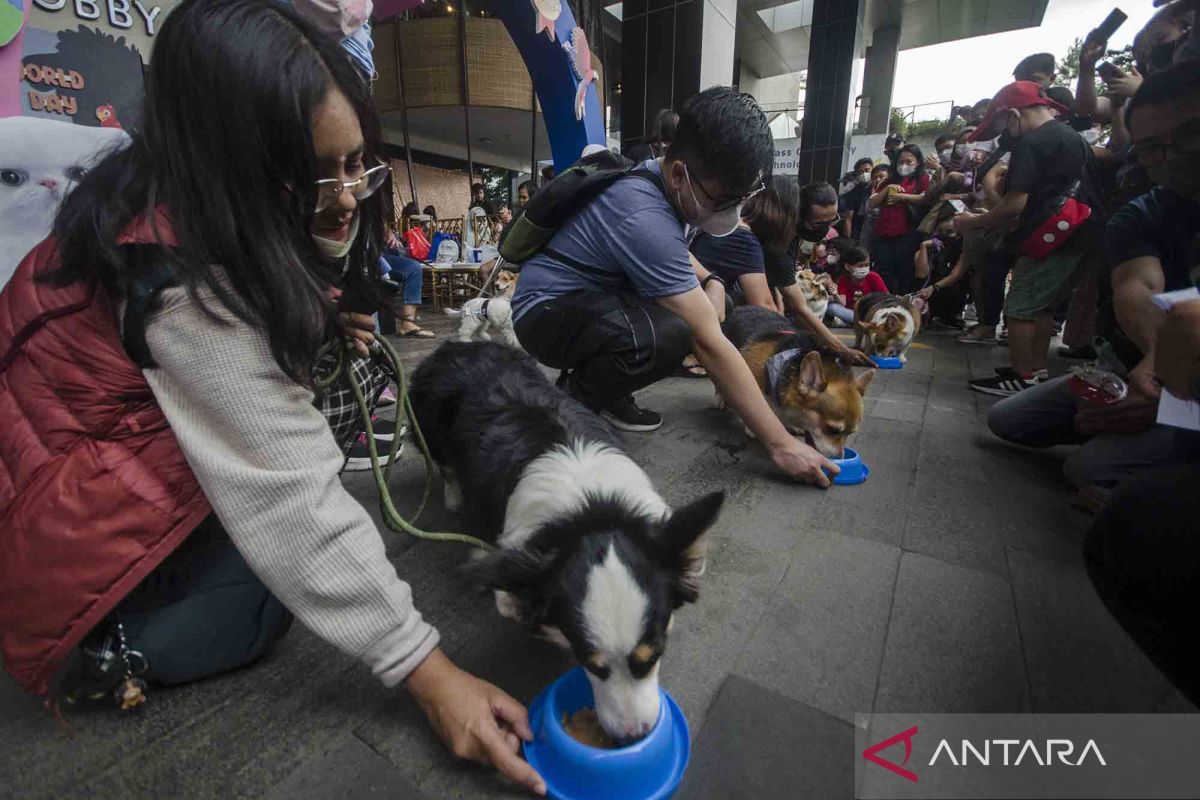 Pandangan para ulama tentang hukum memelihara anjing bagi umat Muslim