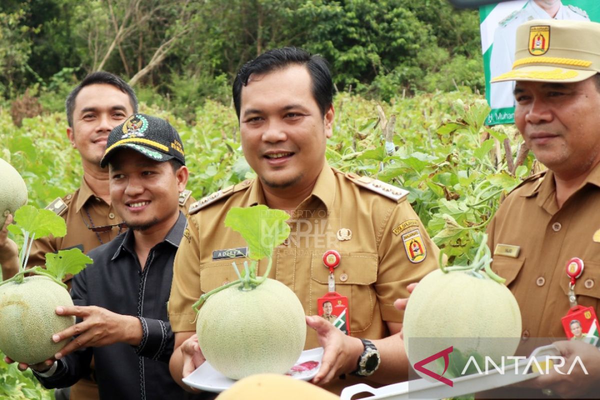 Wali Kota panen melon bukti urban farming mulai terwujud