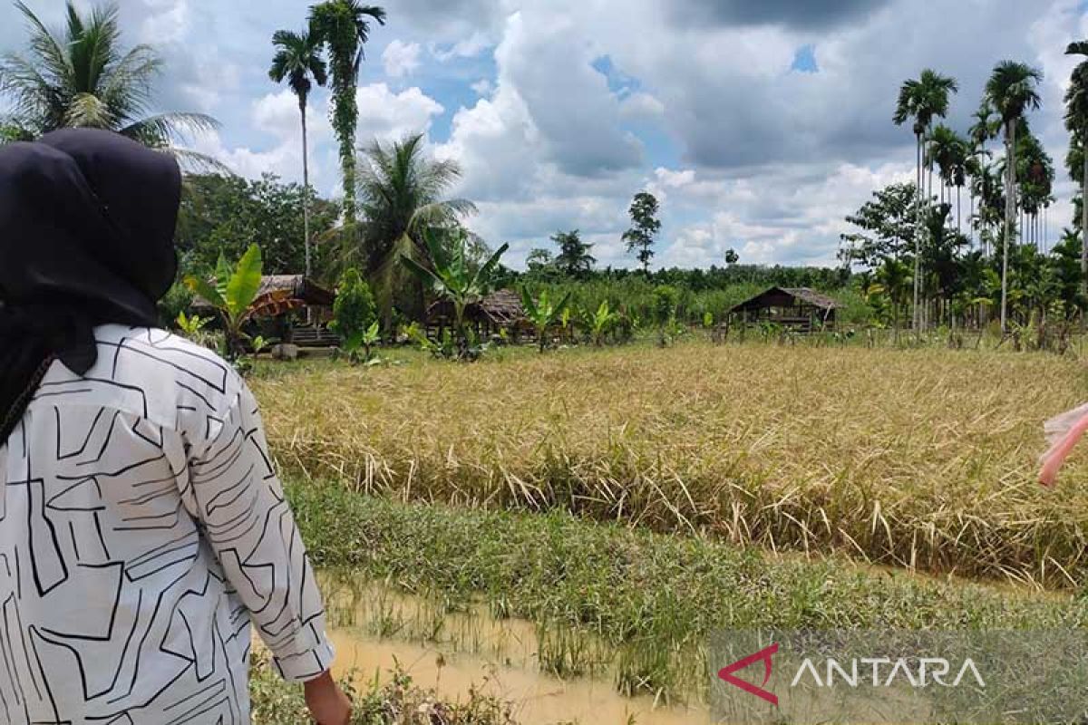 421 hektare padi di Aceh Timur terancam gagal panen