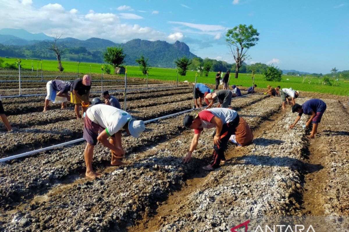 PLN bantu petani dengan traktor dan bibit bawang merah di Barru Sulawesi Selatan