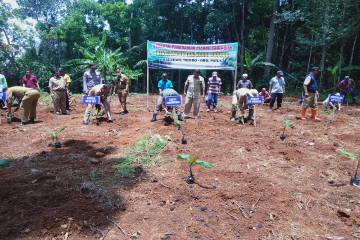 Kelompok tani di Gunungkidul peroleh bantuan 10 ribu pohon pisang
