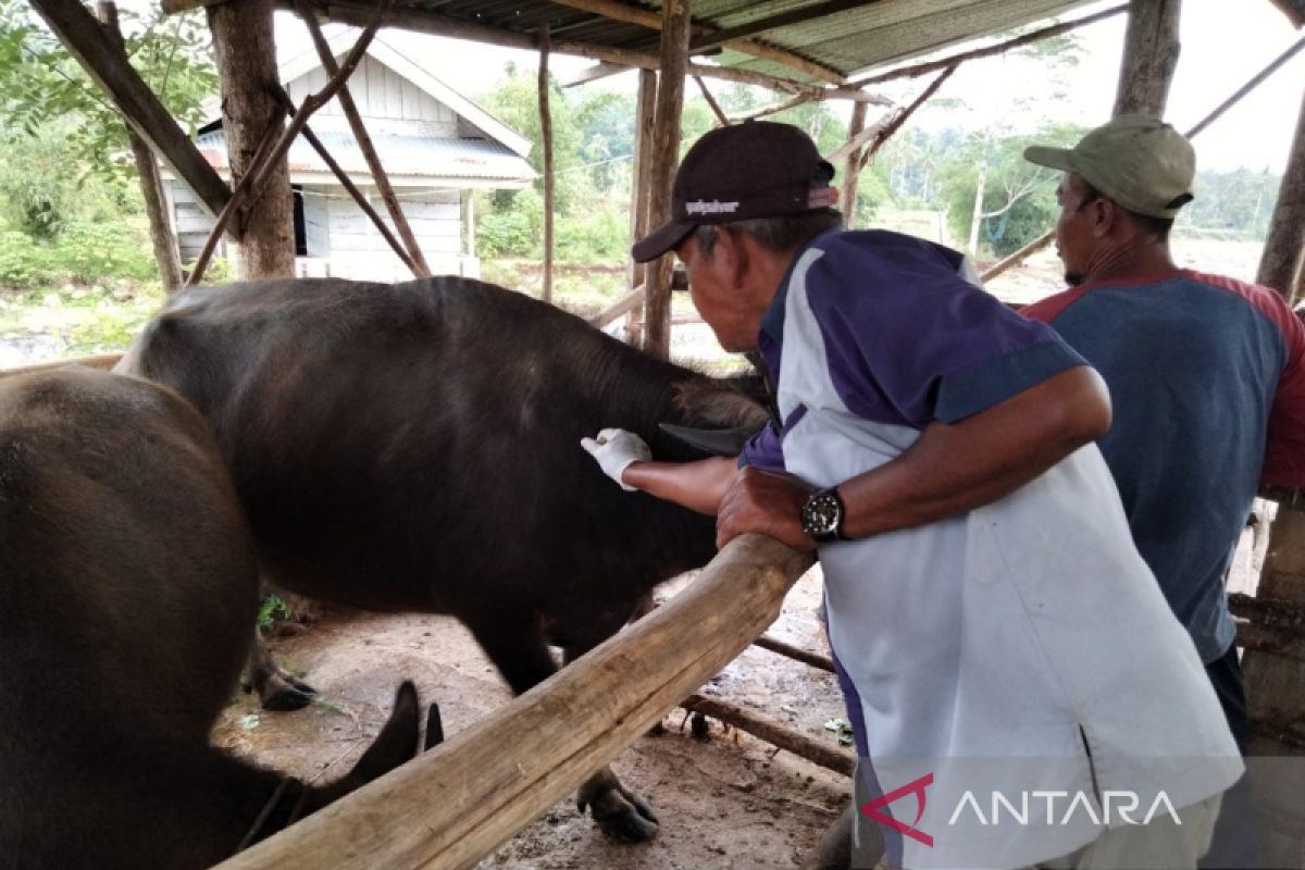 Rejang Lebong Bengkulu tingkatkan penanganan penyebaran kasus PMK