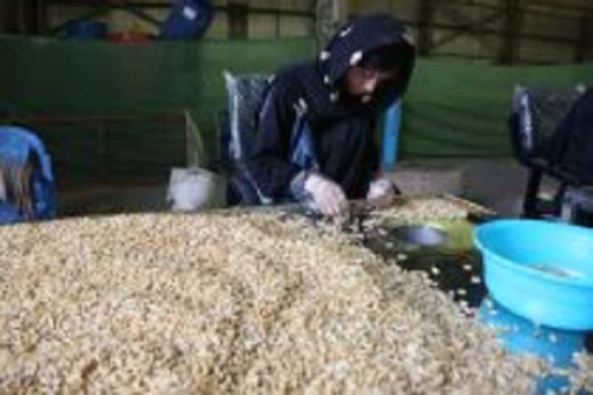 Afghanistan kembali lakukan ekspor kacang pinus ke China usai tertunda selama 8 bulan