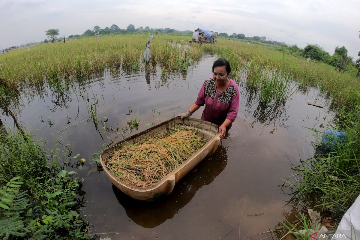 Sawah di Jambi menurun hingga 61.119 hektare akibat alih fungsi lahan