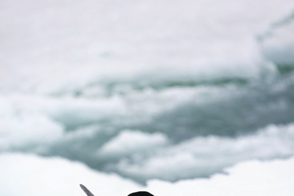 Populasi penguin Adelie di Antarktika timur turun drastis