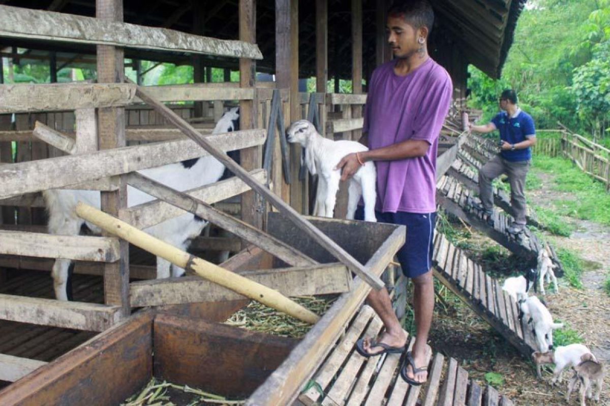 Populasi kambing Bali Farm berkembang pesat berkat EM