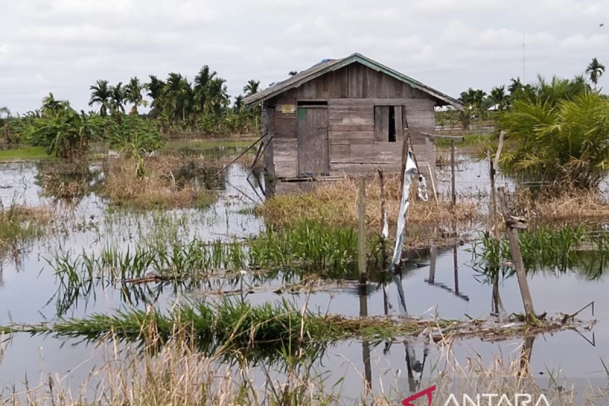 Air kiriman PT SAGM diduga sebabkan 1.000 hektare lahan pertanian masyarakat di Inhil terancam mati